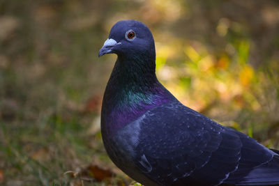 Close-up of pigeon 