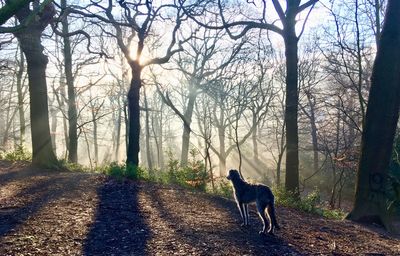 Dog in a forest