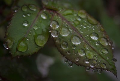 Close-up of raindrops on leaf