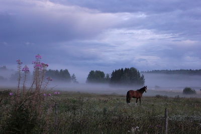 Scenic view of grassy field against cloudy sky
