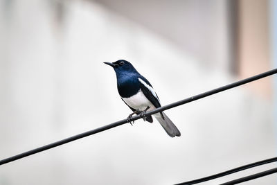 Low angle view of bird perching on cable