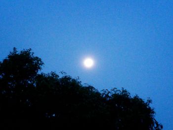 Low angle view of trees against blue sky