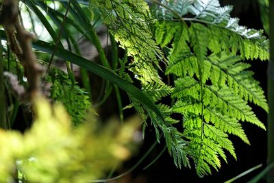 Close-up of green leaves