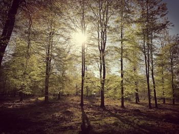 Sun shining through trees