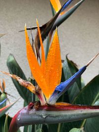 Close-up of orange flowering plant