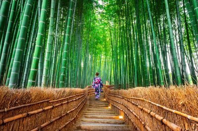 Rear view of woman wearing traditional clothing amidst bamboo grove