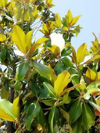 Detail shot of green leaves