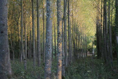 Trees in forest