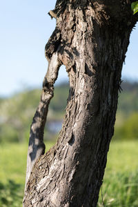 Close-up of tree trunk against sky