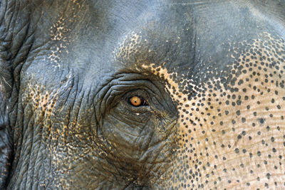 Close-up of elephant