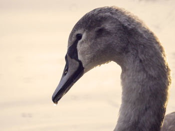 Close-up of a bird