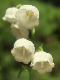 Close-up of flower against blurred background