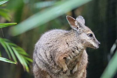 Wallaby close-up standing behind plants