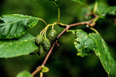 Close-up of insect on leaf