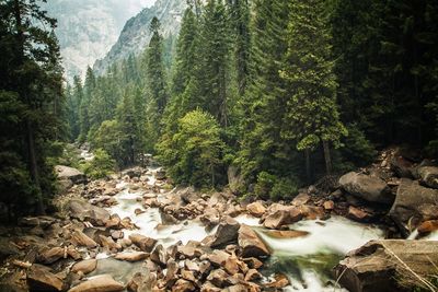 Scenic view of waterfall in forest