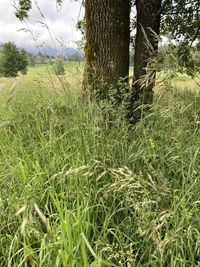 Grass growing on field