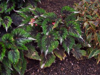 Close-up of fresh green plants in water