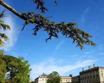 Low angle view of trees against blue sky