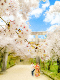 Cherry blossom tree by building against sky
