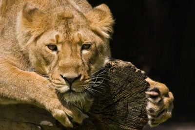 Close-up of lioness