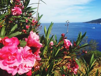 Close-up of flowers blooming by sea against sky