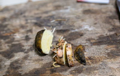 High angle view of crab on table