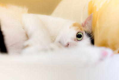 Close-up portrait of a cat