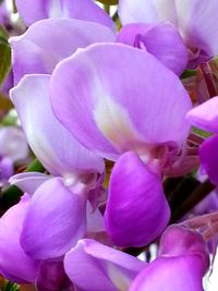 Close-up of flowers