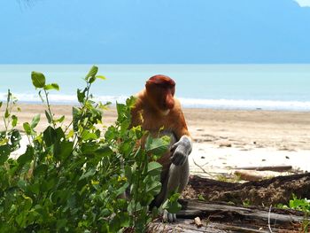 Proboscis monkey in the beach