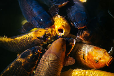 High angle view of koi carps swimming in lake