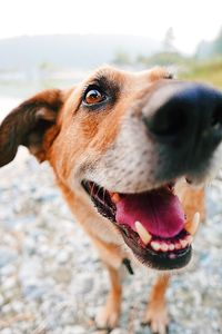 Close-up portrait of dog