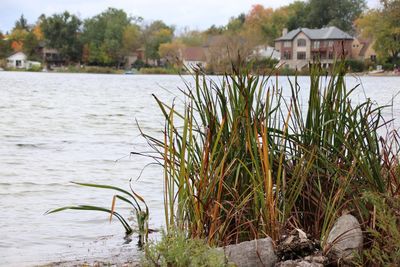 Plants by lake against building