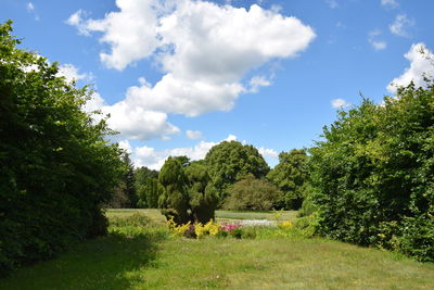 Trees on field against sky