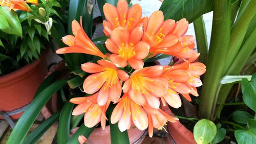 Close-up of orange day lily blooming outdoors