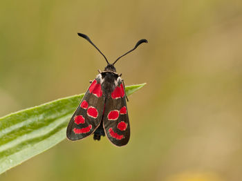 Close-up of butterfly pollinating