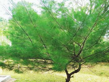View of trees in forest