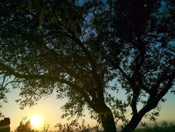 Sun shining through trees