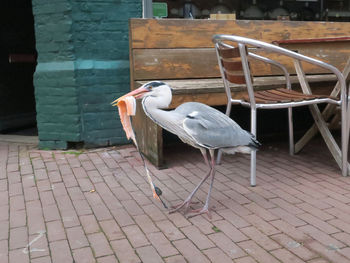 Side view of seagull perching on footpath