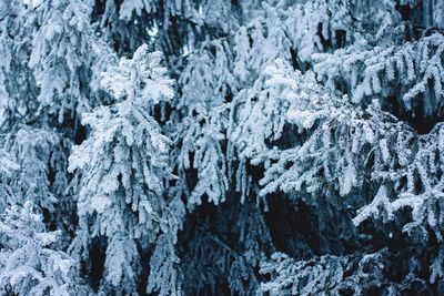 View of snow covered landscape