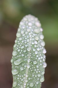 Close-up of water drops on leaf