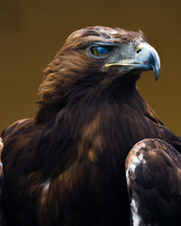 Close-up of eagle