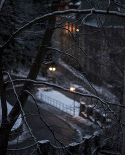 Close-up of snow covered tree at night