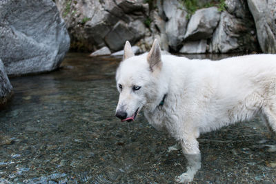 High angle view of dog standing on rock