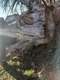 Close-up of tree trunk