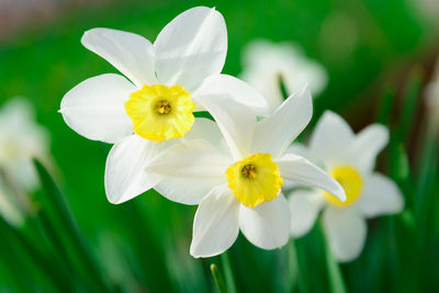 Close-up of white daffodil blooming outdoors