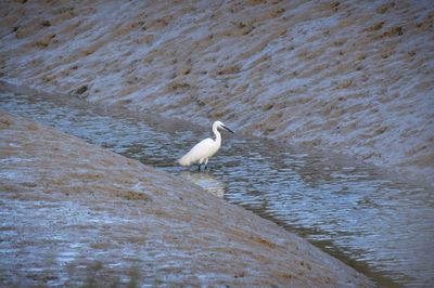 High angle view of gray heron perching on shore