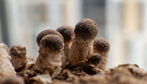 Close-up of mushrooms on table