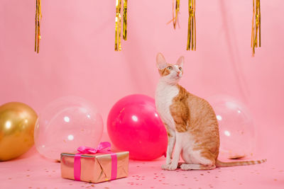 Cute ginger cat cornish rex for birthday with balloons and a gift on a pink background