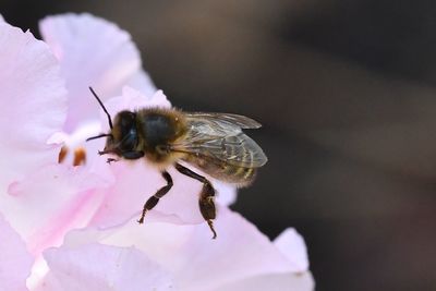 Close-up of insect on pink flower