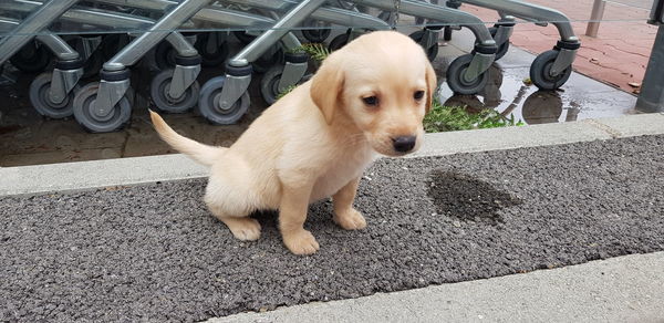 High angle view of cute puppy on road